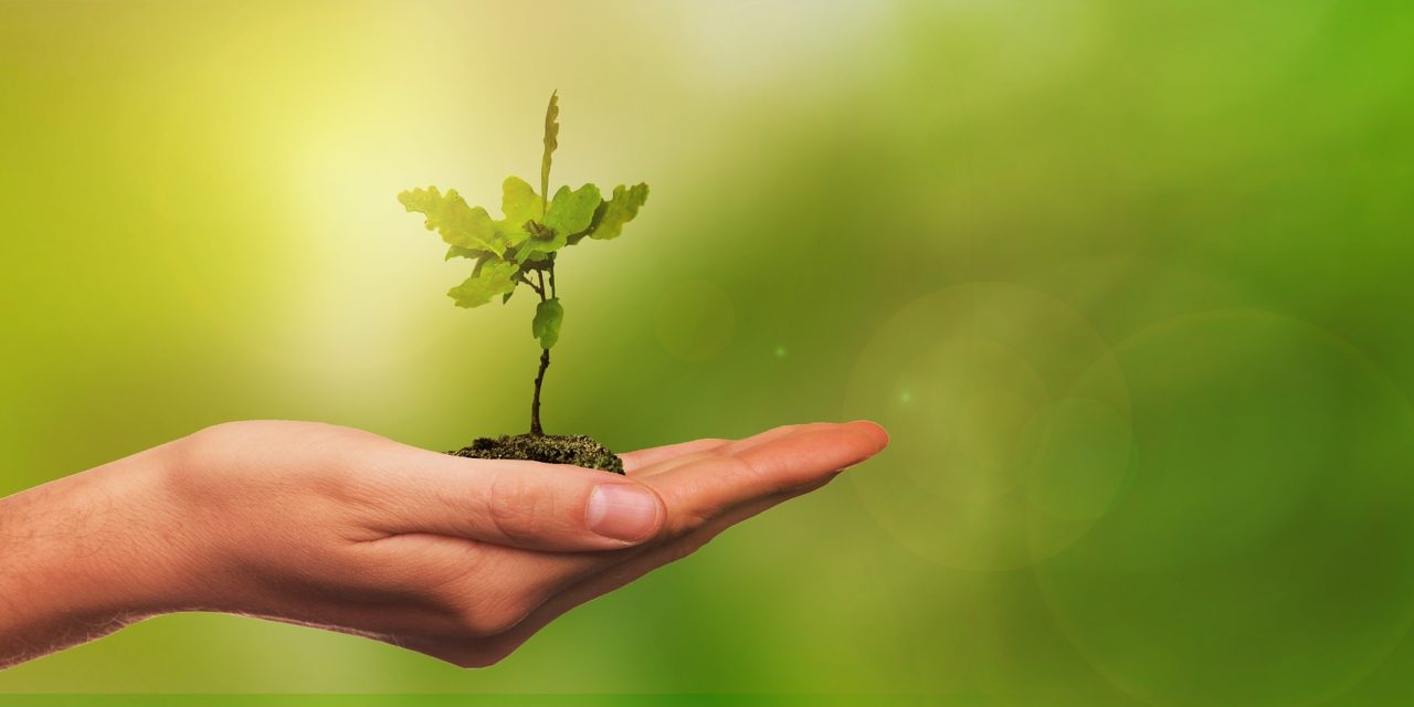 Rekordverdächtig – Äthiopien hat 350 Millionen Bäume an einem Tag gepflanzt