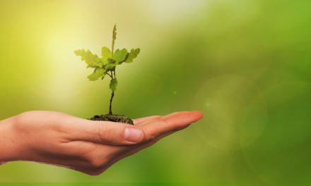 Rekordverdächtig – Äthiopien hat 350 Millionen Bäume an einem Tag gepflanzt